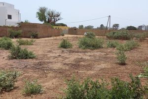 Agence Immobilière Saly Sénégal - T2785 - Terrain - NGAPAROU - T2785-terrain-a-vendre-a-ngaparou