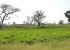 Vente Terrain hors résidence sur un terrain de 40 000 m<sup>2</sup> Proche  - Réf. T2332 Agence immobilière Saly Sénégal T2332 terrain en vente a nguekokh senegal