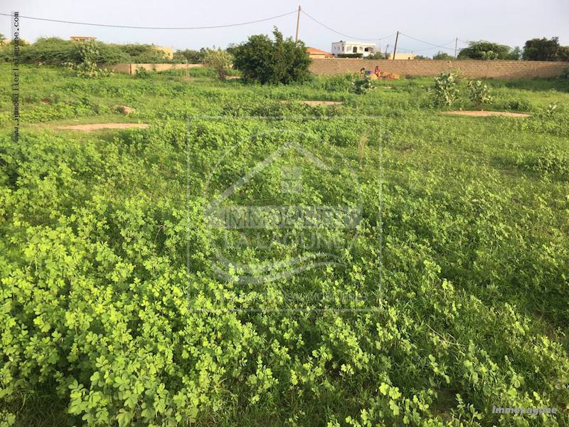 Agence Immobilière Saly Sénégal - T2258 - Terrain à SOMONE - T2258 terrain à acheter à somone senegal