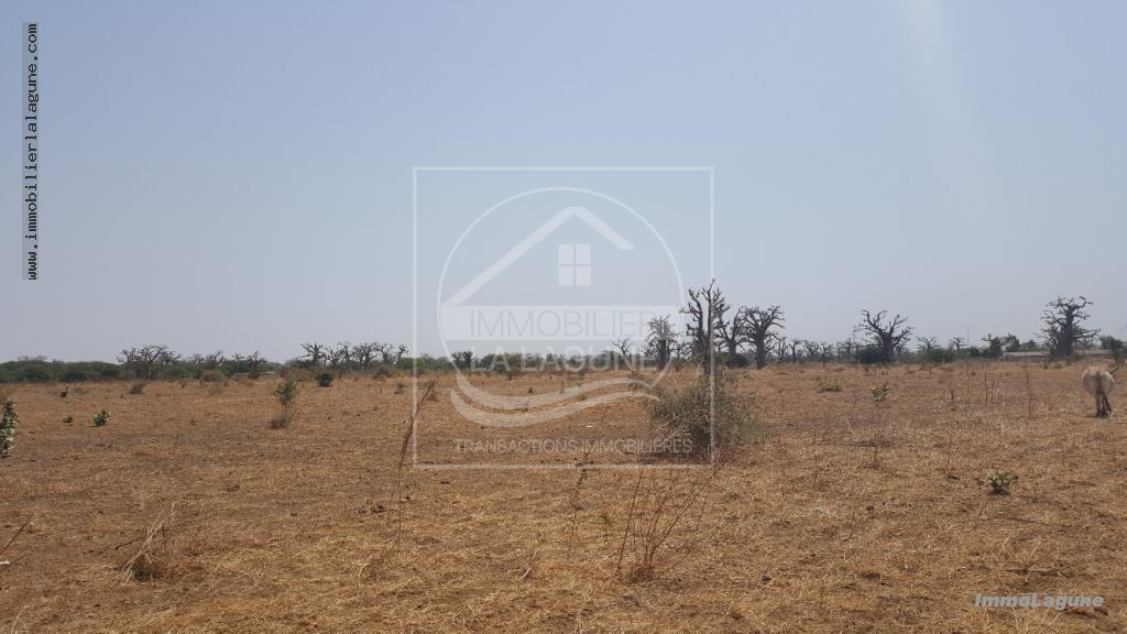 Agence Immobilière Saly Sénégal - T2337 - Terrain à SINDIA - T2337 terrain a vendre à nguekokh senegal