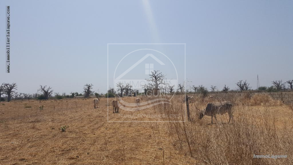 Agence Immobilière Saly Sénégal - T2337 - Terrain à SINDIA - T2337 terrain a vendre a nguekokh senegal