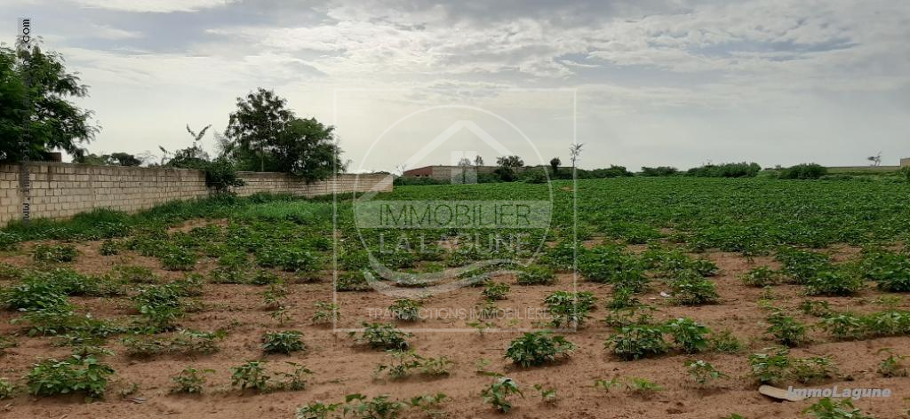 Agence Immobilière Saly Sénégal - T2540 - Terrain à NGUERIGNE - 