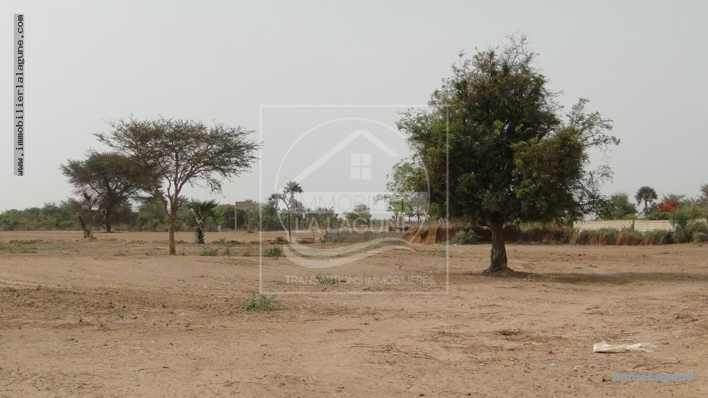 Agence Immobilière Saly Sénégal - T2553 - Terrain à SALY - T2553 Terrain en vente à SALY