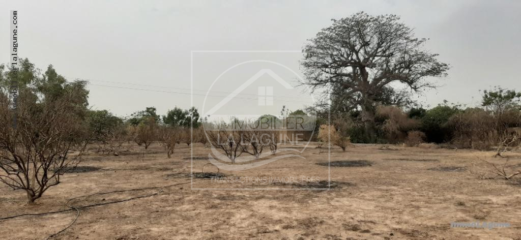 Agence Immobilière Saly Sénégal - T2583 - Terrain à NGAPAROU - T2583 terrain-a-vendre-nguerigne-senegal