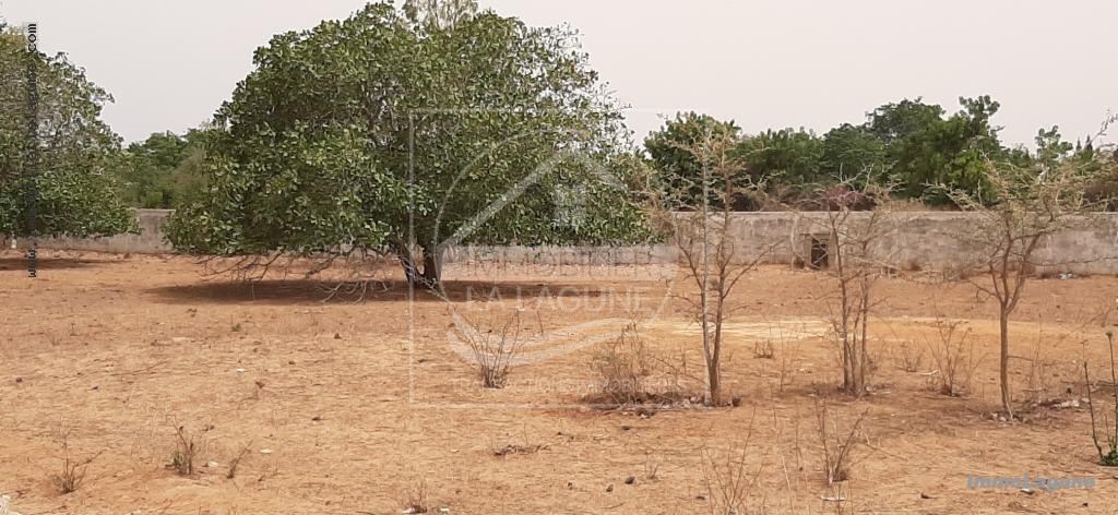 Agence Immobilière Saly Sénégal - T2666 - Terrain à NGUERIGNE - T2666-terrain-en-vente-a-nguerigne-senegal