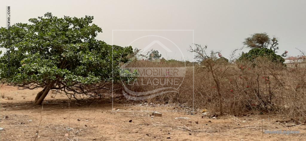 Agence Immobilière Saly Sénégal - T2668 - Terrain à NGUERIGNE - T2668-terrain-en-vente-a-nguerigne-senegal