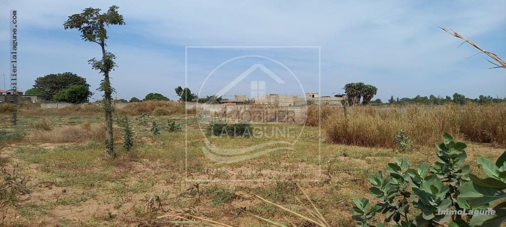 Agence Immobilière Saly Sénégal - T2717 - Terrain à NGUERIGNE - T2717-terrain-en-vente-a-nguerigne-serere-senegal