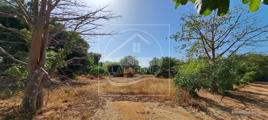 Agence Immobilière Saly Sénégal - T2980 - Terrain à N'DIOROKH - T2980-terrain-a-vendre-a-ndiorokh-senegal