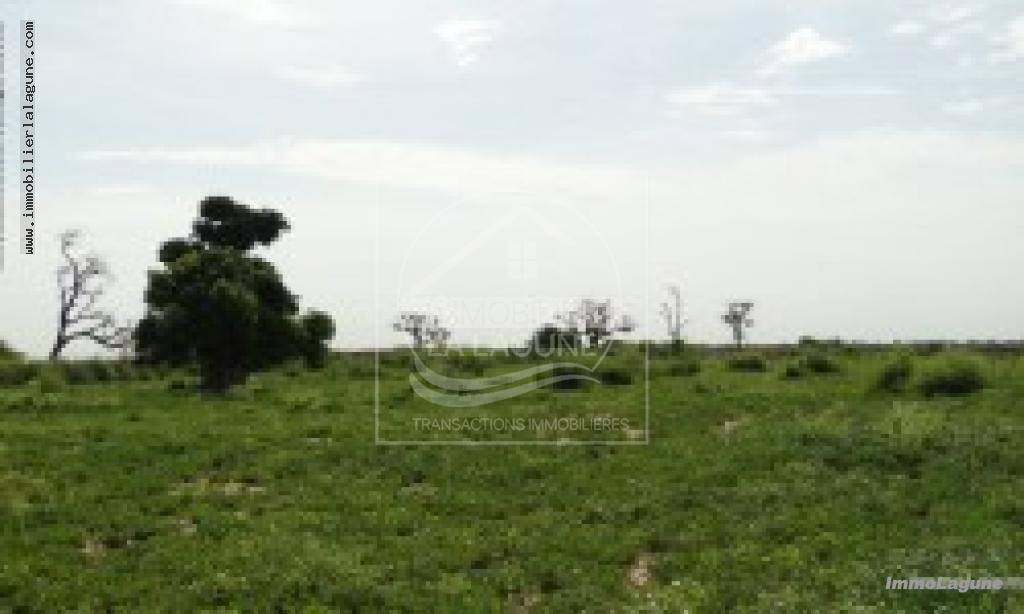 Agence Immobilière Saly Sénégal - T3066 - Terrain à NGUERIGNE - T3066-terrain-a-vendre-a-nguerigne