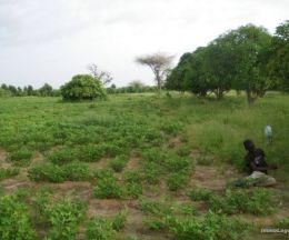 Vente Terrain en résidence sur un terrain de 13 091 m<sup>2</sup>  - Réf. T2178 Agence immobilière Saly Sénégal v2178-terrain-a-vendre-a-gandigal-senegal