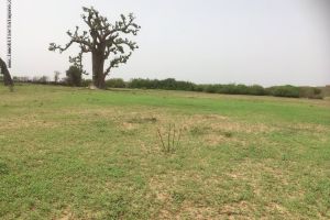 Agence Immobilière Saly Sénégal - T2246 - Terrain - NGUERIGNE - T2246 terrain à vendre à nguerigne senegal