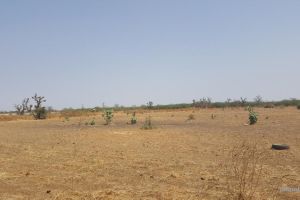 Agence Immobilière Saly Sénégal - T2337 - Terrain - SINDIA - T2337 terrain a acheter a nguekokh senegal