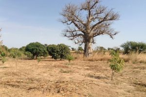 Agence Immobilière Saly Sénégal - T1945 - Terrain - NGUERIGNE - t1945 grand terrain à vendre à nguering senegal