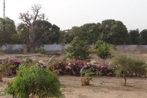 Agence Immobilière Saly Sénégal - T1964 - Terrain - WARANG - T1964 Terrain de 1000m2 à vendre Warang Senegal