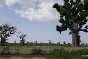 Agence Immobilière Saly Sénégal - T2332 - Terrain - NGUEKHOKH - T2332 terrain a acheter a nguekokh senegal