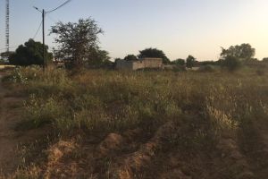 Agence Immobilière Saly Sénégal - T2341 - Terrain - N'DIOROKH - T2341 terrain a vendre a diorokh senegal