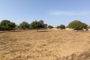 Agence Immobilière Saly Sénégal - T2793 - Terrain - NGAPAROU - T2793-terrain-a-vendre-a-ngaparou-senegal