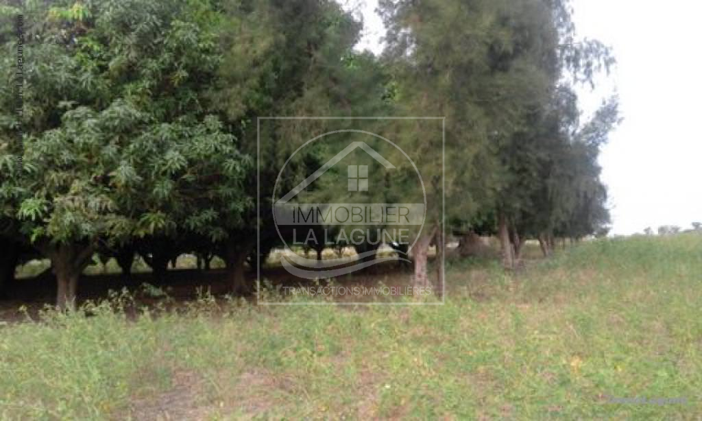 Agence Immobilière Saly Sénégal - T2165 - Terrain à JOAL - t2165 terrain en vente à ndiande joal sénégal