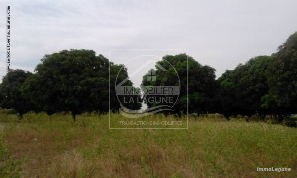 Agence Immobilière Saly Sénégal - T2165 - Terrain à JOAL - t2165 grand terrain à vendre à ndiande joal sénégal