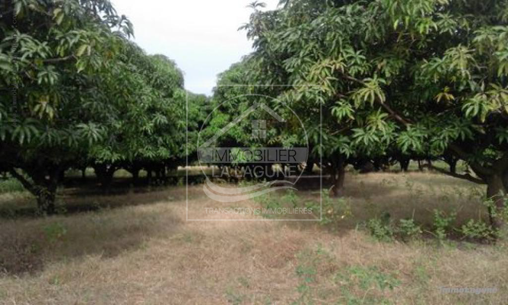 Agence Immobilière Saly Sénégal - T2165 - Terrain à JOAL - t2165 grand terrain à acheter  à ndiande joal sénégal