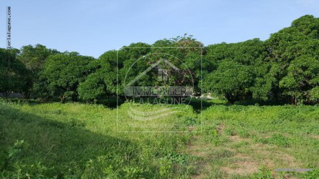 Agence Immobilière Saly Sénégal - T2331 - Terrain à SOMONE - T2331 terrain a acheter a somone senegal