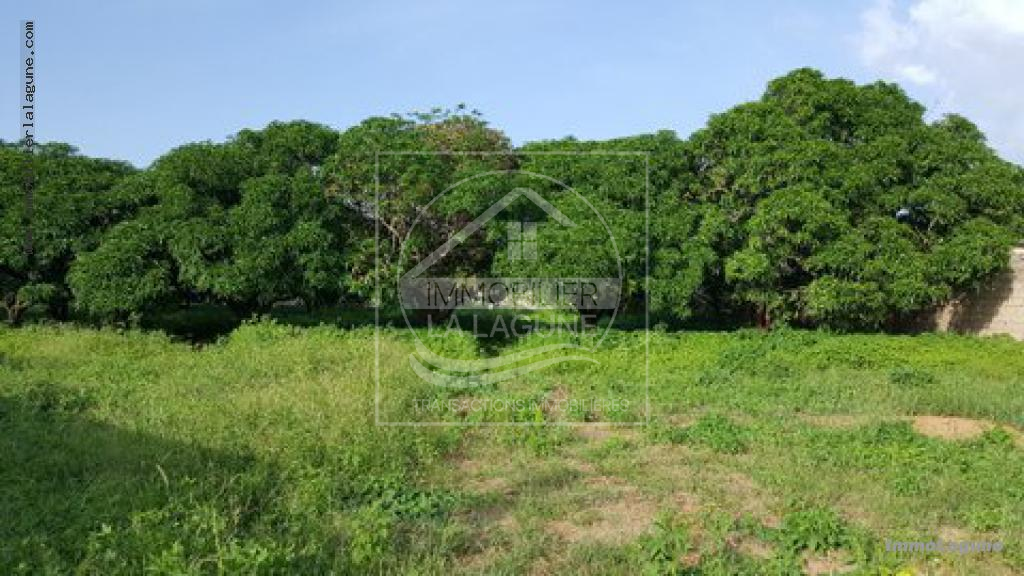 Agence Immobilière Saly Sénégal - T2331 - Terrain à SOMONE - T2331 terrain a vendre a somone senegal