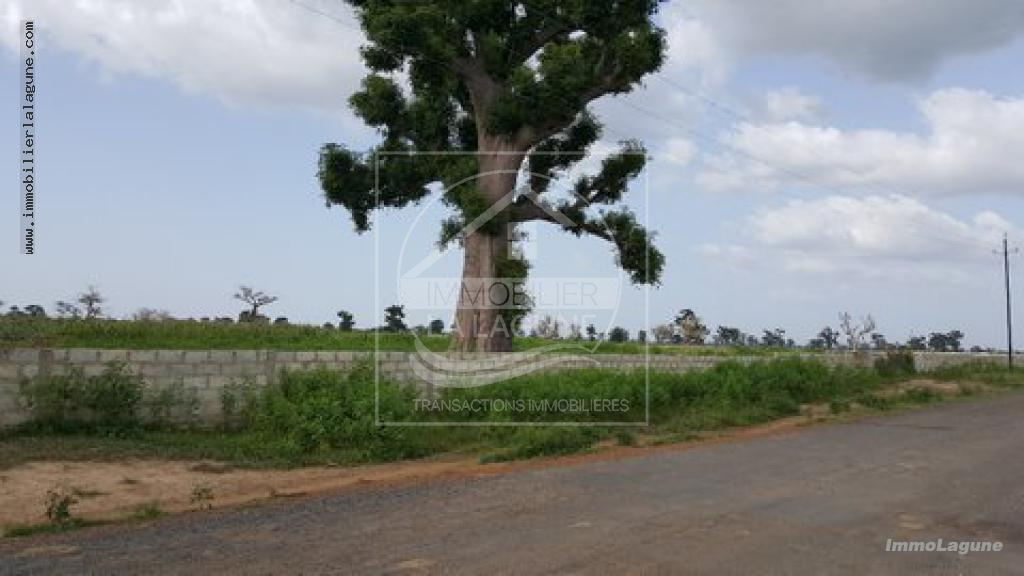 Agence Immobilière Saly Sénégal - T2332 - Terrain à NGUEKHOKH - T2332 terrain a acheter a nguekokh senegal