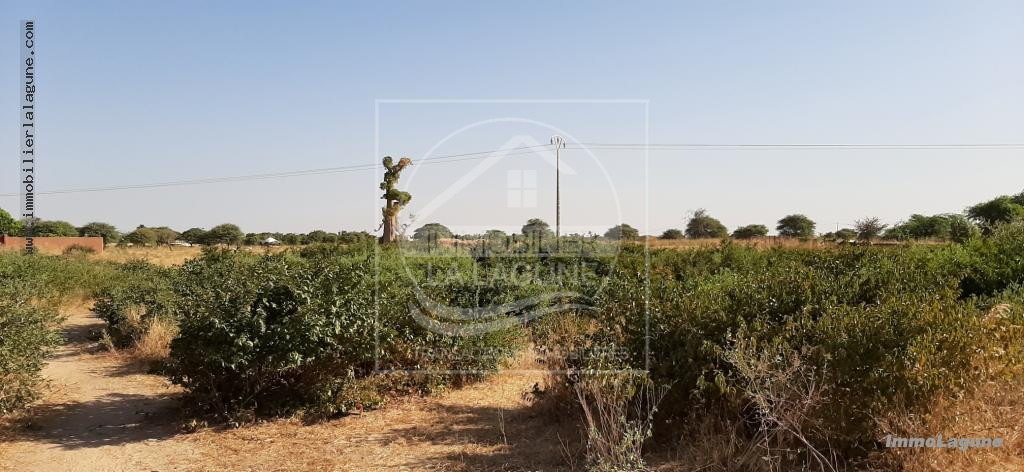 Agence Immobilière Saly Sénégal - T2579 - Terrain à N'DIOROKH - T2579 Terrain à vendre à Ndiorokh