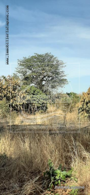 Agence Immobilière Saly Sénégal - T2583 - Terrain à NGAPAROU - T2583 terrain-a-vendre-nguerigne-senegal