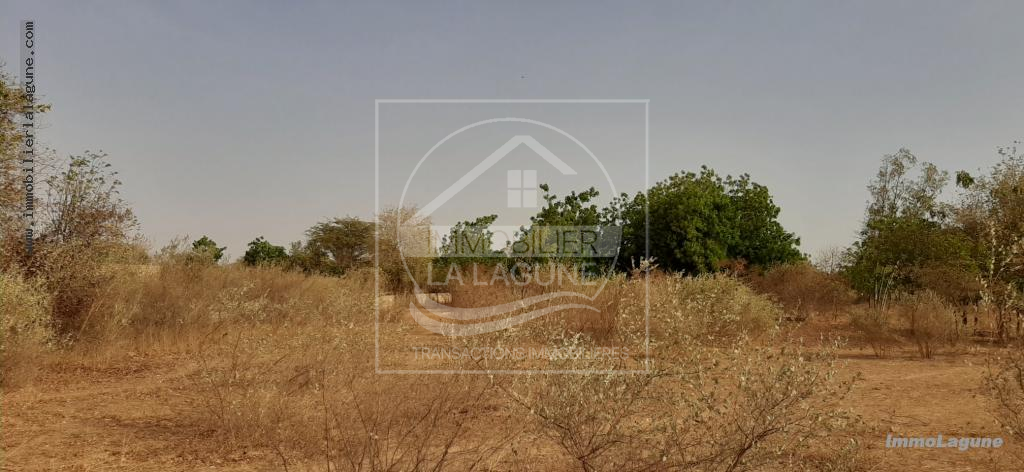 Agence Immobilière Saly Sénégal - T2644 - Terrain à NGUERIGNE - T2644-terrain-en-vente-a-nguerigne-bambara-senegal