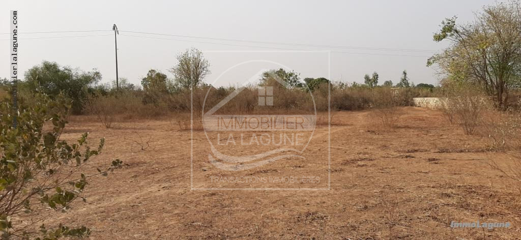 Agence Immobilière Saly Sénégal - T2644 - Terrain à NGUERIGNE - T2644-terrain-en-vente-a-nguerigne-bambara-senegal