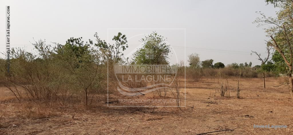 Agence Immobilière Saly Sénégal - T2644 - Terrain à NGUERIGNE - T2644-terrain-en-vente-a-nguerigne-bambara-senegal