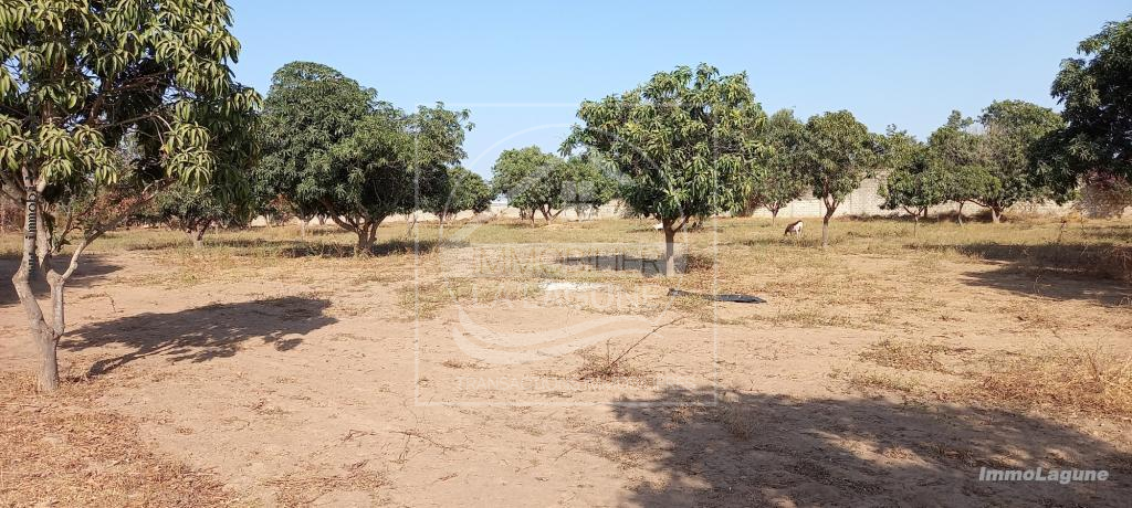 Agence Immobilière Saly Sénégal - T2726 - Terrain à NGAPAROU - T2726-terrain-a-vendre-a-ngaparou-senegal