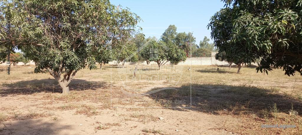 Agence Immobilière Saly Sénégal - T2726 - Terrain à NGAPAROU - T2726-terrain-a-vendre-a-ngaparou-senegal