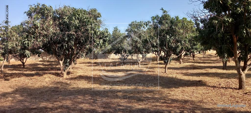Agence Immobilière Saly Sénégal - T2728 - Terrain à NGAPAROU - T2728-terrain-en-vente-a-ngaparou-senegal