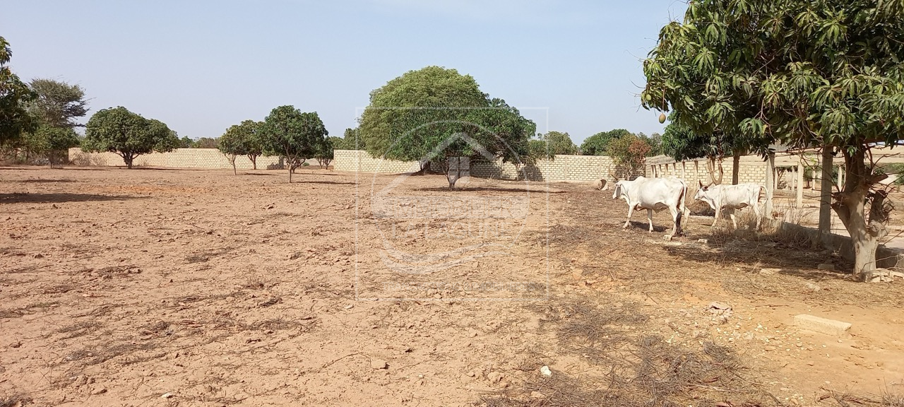 Agence Immobilière Saly Sénégal - T2793 - Terrain à NGAPAROU - T2793-terrain-a-vendre-a-ngaparou-senegal