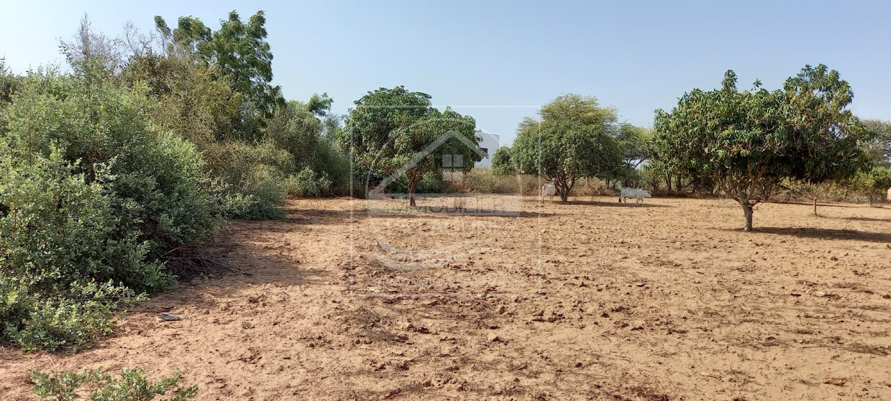 Agence Immobilière Saly Sénégal - T2793 - Terrain à NGAPAROU - T2793-terrain-a-vendre-a-ngaparou-senegal