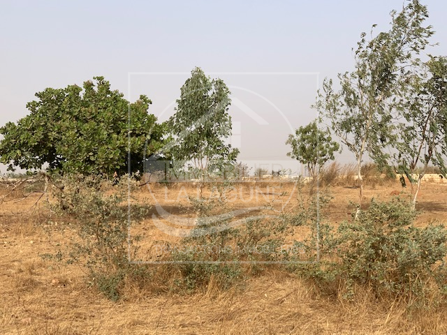 Agence Immobilière Saly Sénégal - T2806 - Terrain à NGUERIGNE - T2806 Terrain à vendre nguerigne senegal