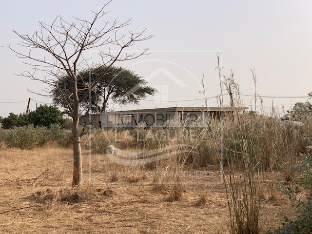 Agence Immobilière Saly Sénégal - T2806 - Terrain à NGUERIGNE - T2806 Terrain à vendre nguerigne senegal