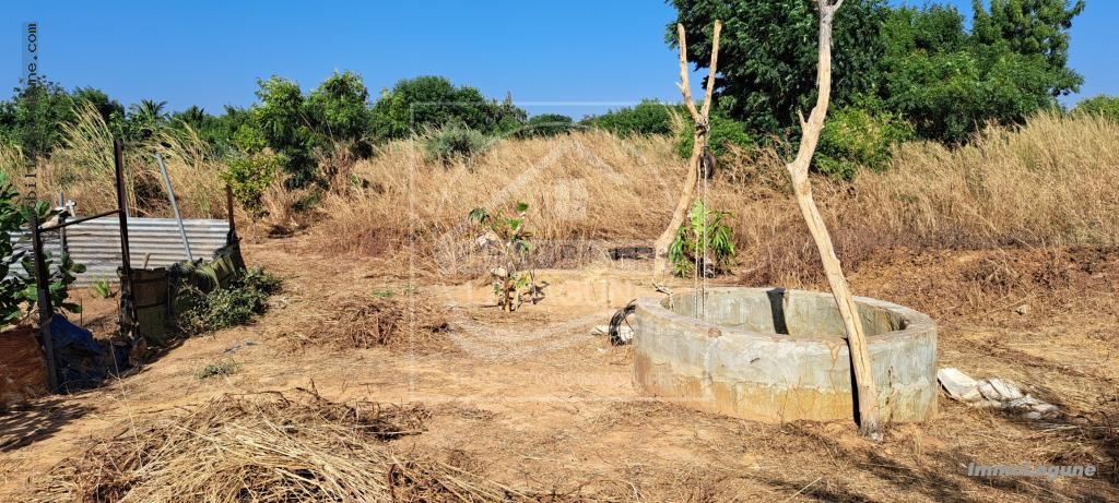Agence Immobilière Saly Sénégal - T2980 - Terrain à N'DIOROKH - T2980-terrain-a-vendre-a-ndiorokh-senegal