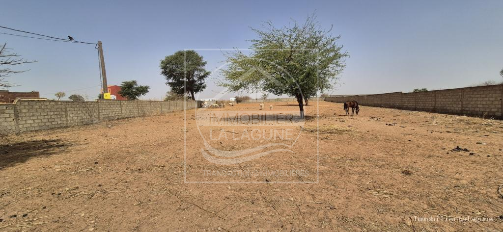 Agence Immobilière Saly Sénégal - T3256 - Terrain à NGUERIGNE - T3256-terrain-en-vente-a-nguerigne-senegal