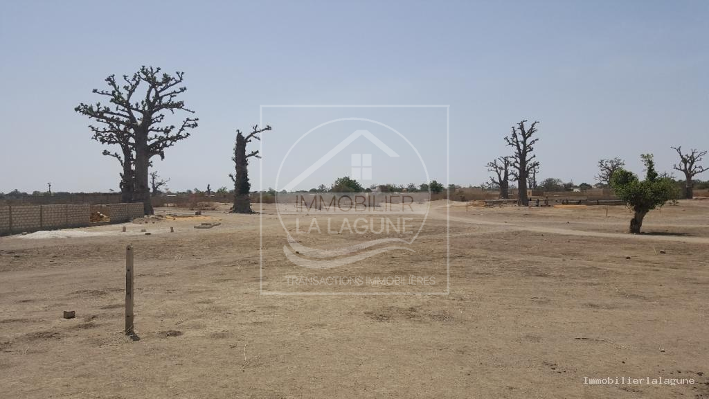 Agence Immobilière Saly Sénégal - T2513 - Terrain à GANDIGAL - T2413-terrain-a-vendre-a-gandigal-senegal