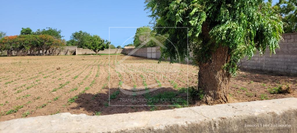 Agence Immobilière Saly Sénégal - T2735 - Terrain à NGUERIGNE - T2735-terrain-en-vente-a-nguerigne-bambara-senegal