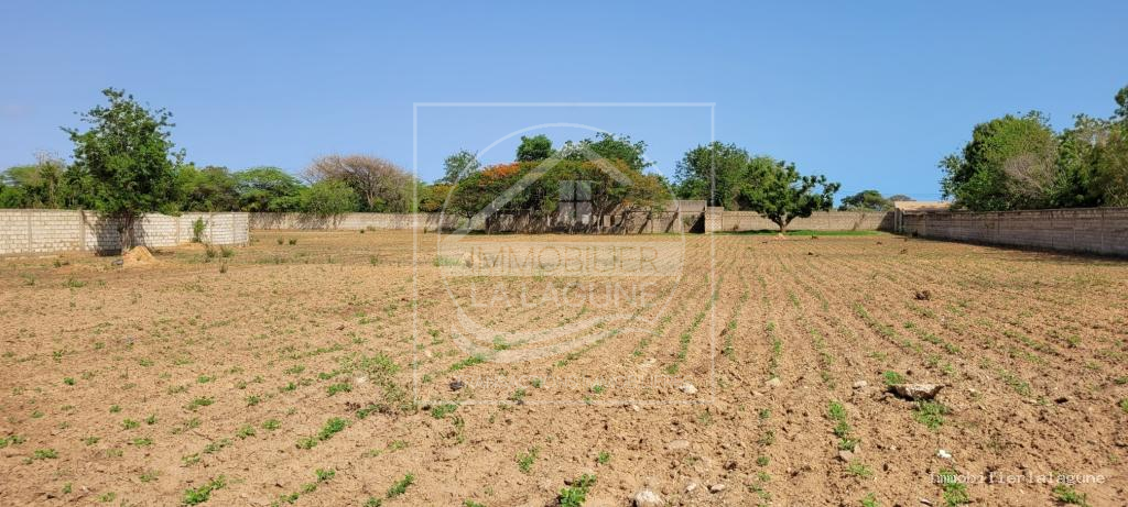 Agence Immobilière Saly Sénégal - T2735 - Terrain à NGUERIGNE - T2735-terrain-en-vente-a-nguerigne-bambara-senegal