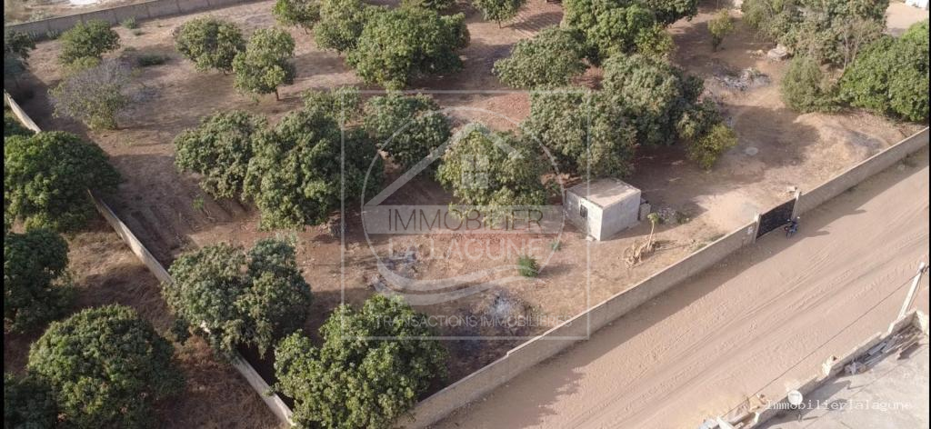 Agence Immobilière Saly Sénégal - T3344 - Terrain à GANDIGAL - T3344 terrain a vendre gandigal senegal