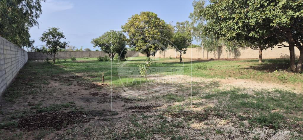 Agence Immobilière Saly Sénégal - T3375 - Terrain à N'DIOROKH - 