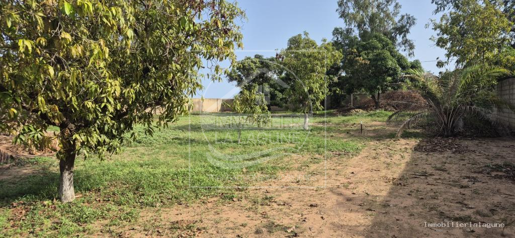 Agence Immobilière Saly Sénégal - T3375 - Terrain à N'DIOROKH - 