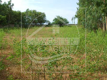 Agence Immobilière Saly Sénégal - T1286 - Terrain à WARANG - T1286-Terrain-Senegal-WARANG-Vente de terrain a warang