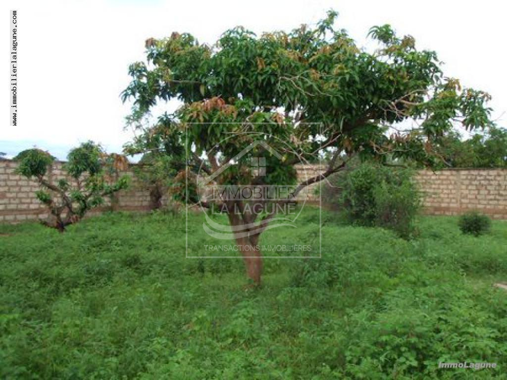 Agence Immobilière Saly Sénégal - T1233 - Terrain à N'DIOROKH - T1233 Terrain à vendre à Ndiorokh Senegal