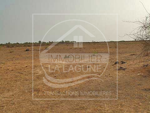Agence Immobilière Saly Sénégal - T1487 - Terrain à NDIASS - T1487-Terrain-Senegal-NDIASS-Vente terrain ndiass